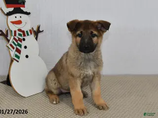 German Shepherd dogs Nova - Ad 21