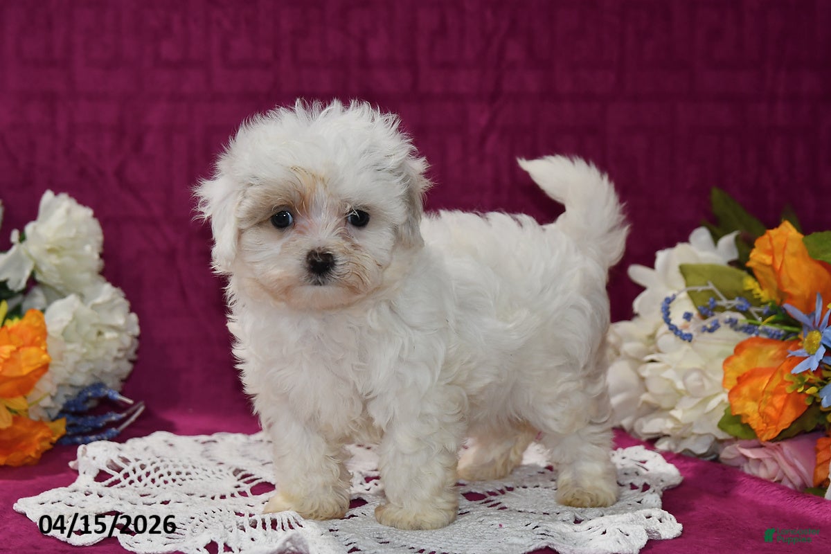 Maltipoo dogs Maggie - Ad 2