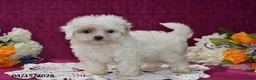 Maltipoo dogs for sale: Maggie - Ad 2
