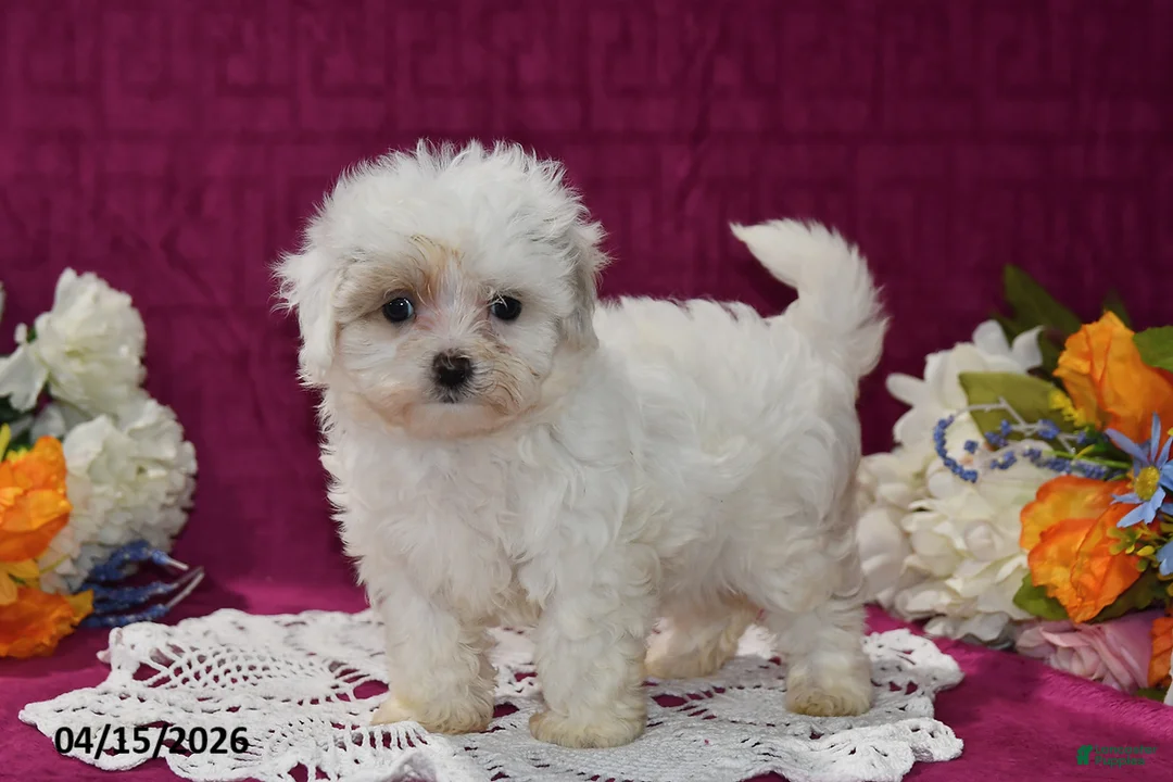 Maltipoo dogs for sale: Maggie - Ad 2