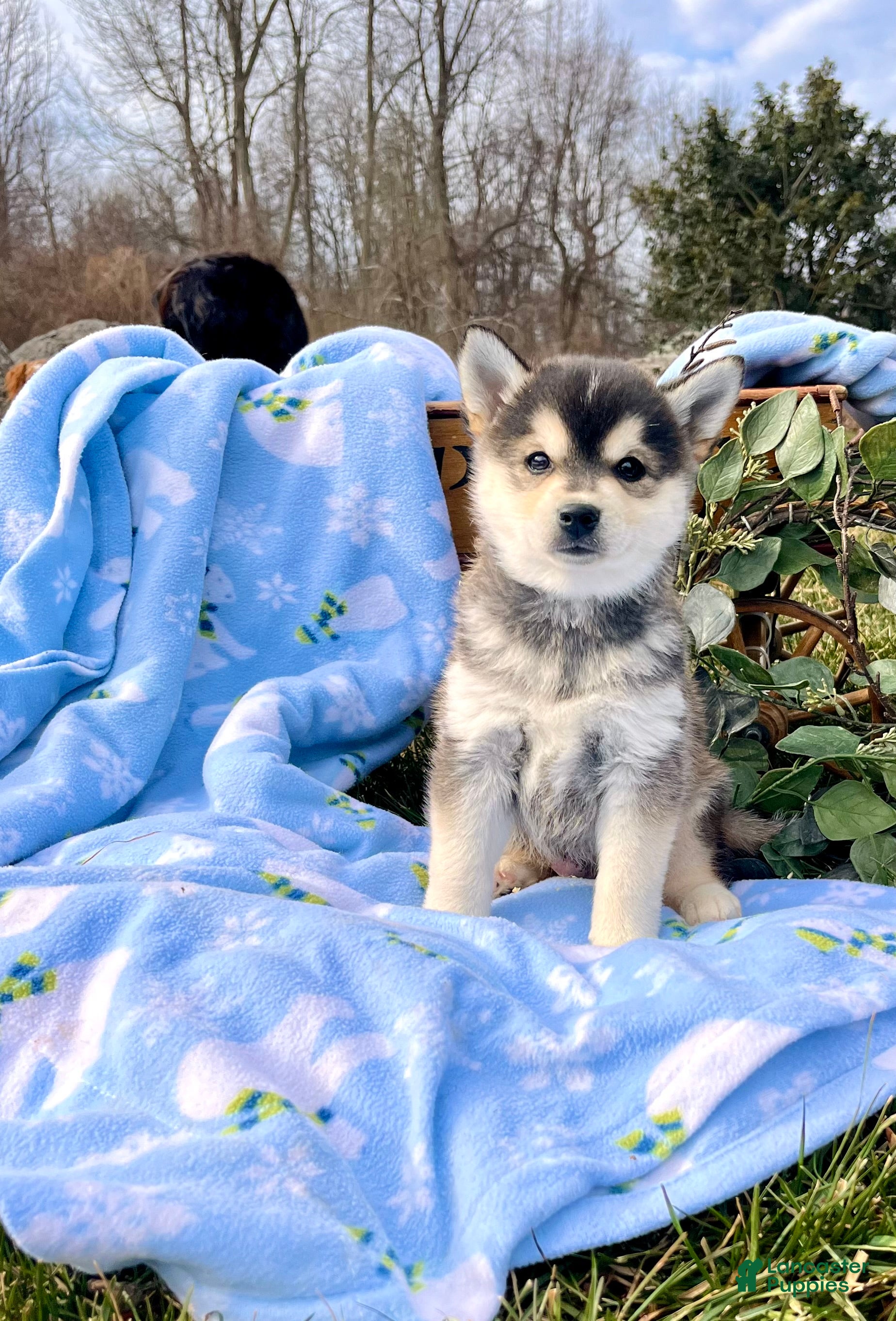 Alaskan Klee Kai dogs Alaska🐾❤️ICA 🐾Call 610-273-9348 - Ad 9
