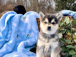 Alaskan Klee Kai dogs Alaska🐾❤️ICA 🐾Call 610-273-9348 - Ad 9