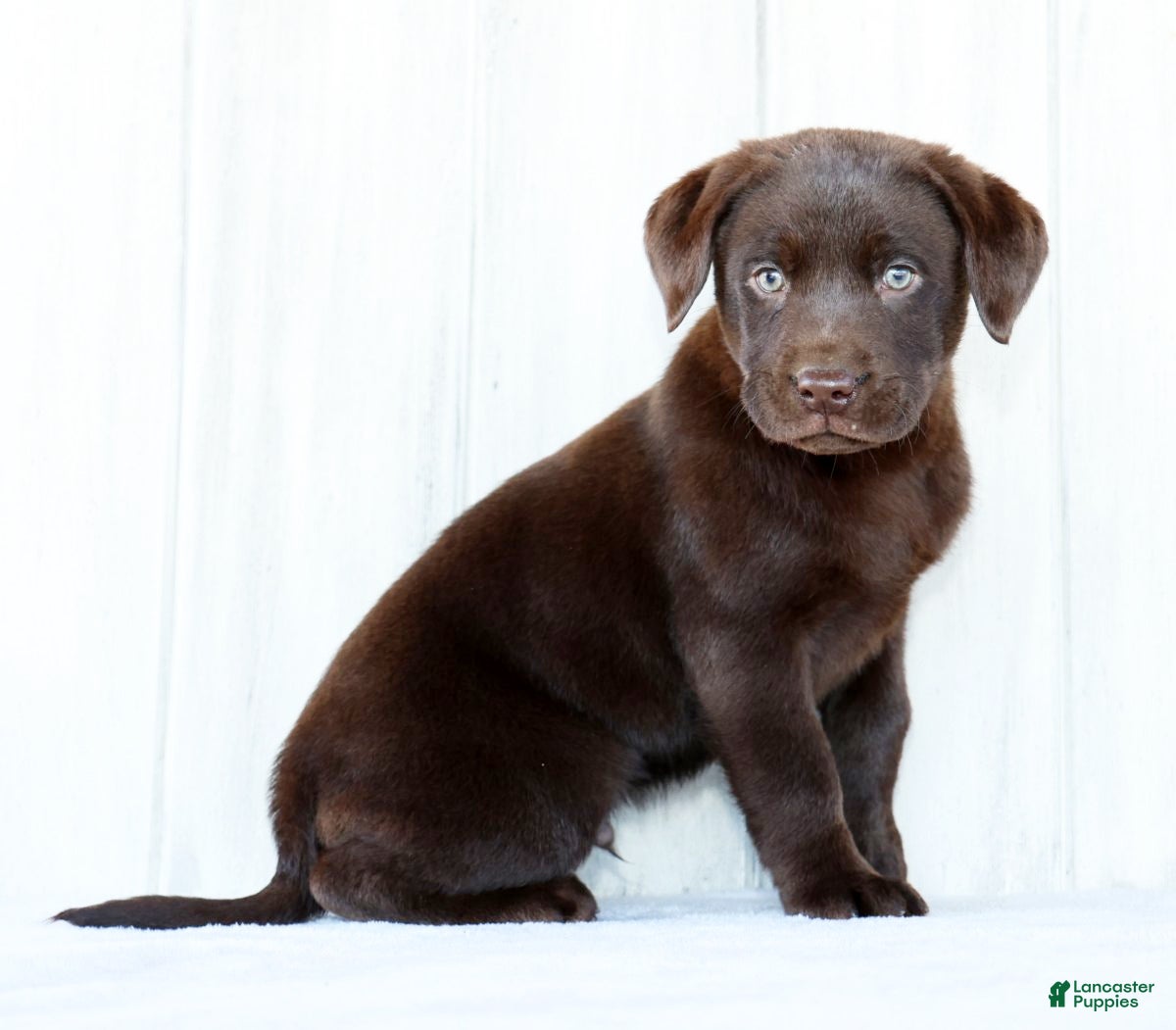 Labrador Retriever dogs Koda - Ad 2