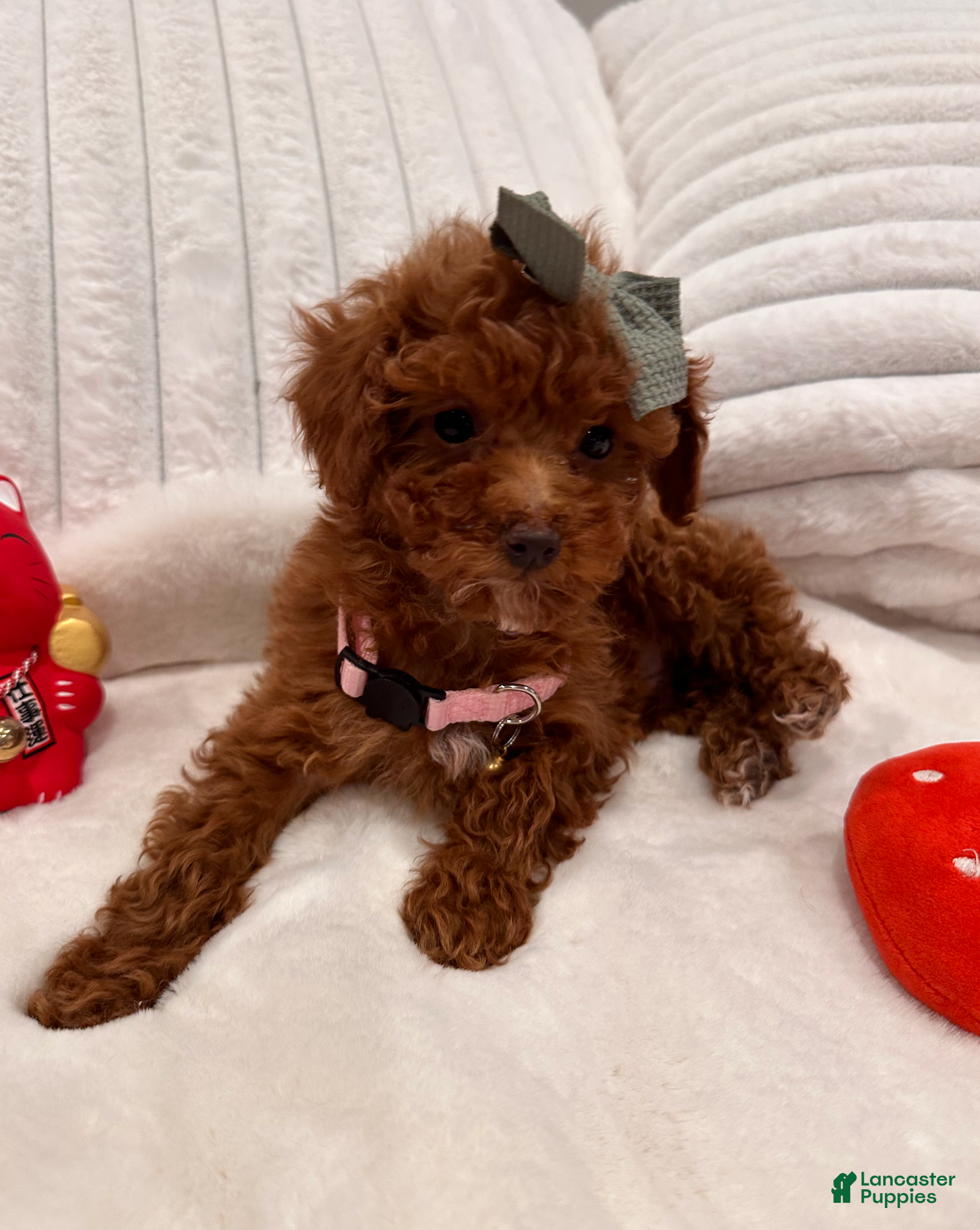 Toy Poodle dogs Rose - Ad 33