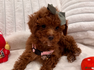 Toy Poodle dogs Rose - Ad 35
