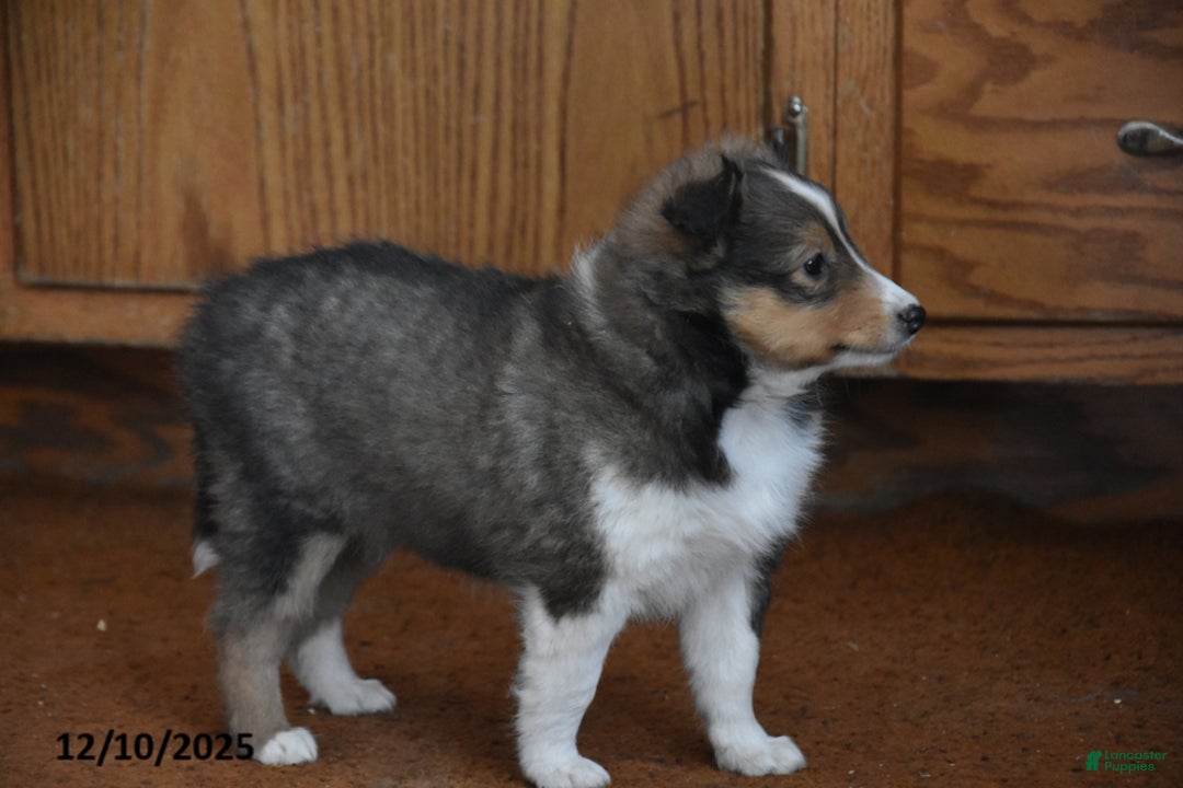 Shetland Sheepdog dogs for sale: Twila - Ad 4