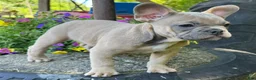 French Bulldog dogs for sale: Fancy - Ad 2