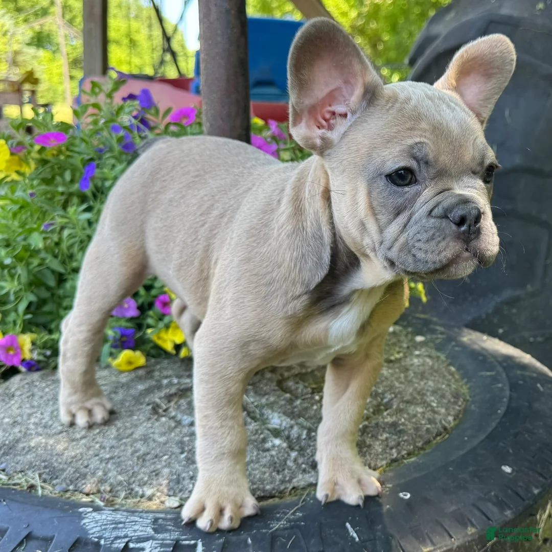 French Bulldog dogs for sale: Fancy - Ad 2