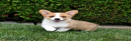 Welsh Corgi Pembroke dogs for sale: Penny - Ad 5