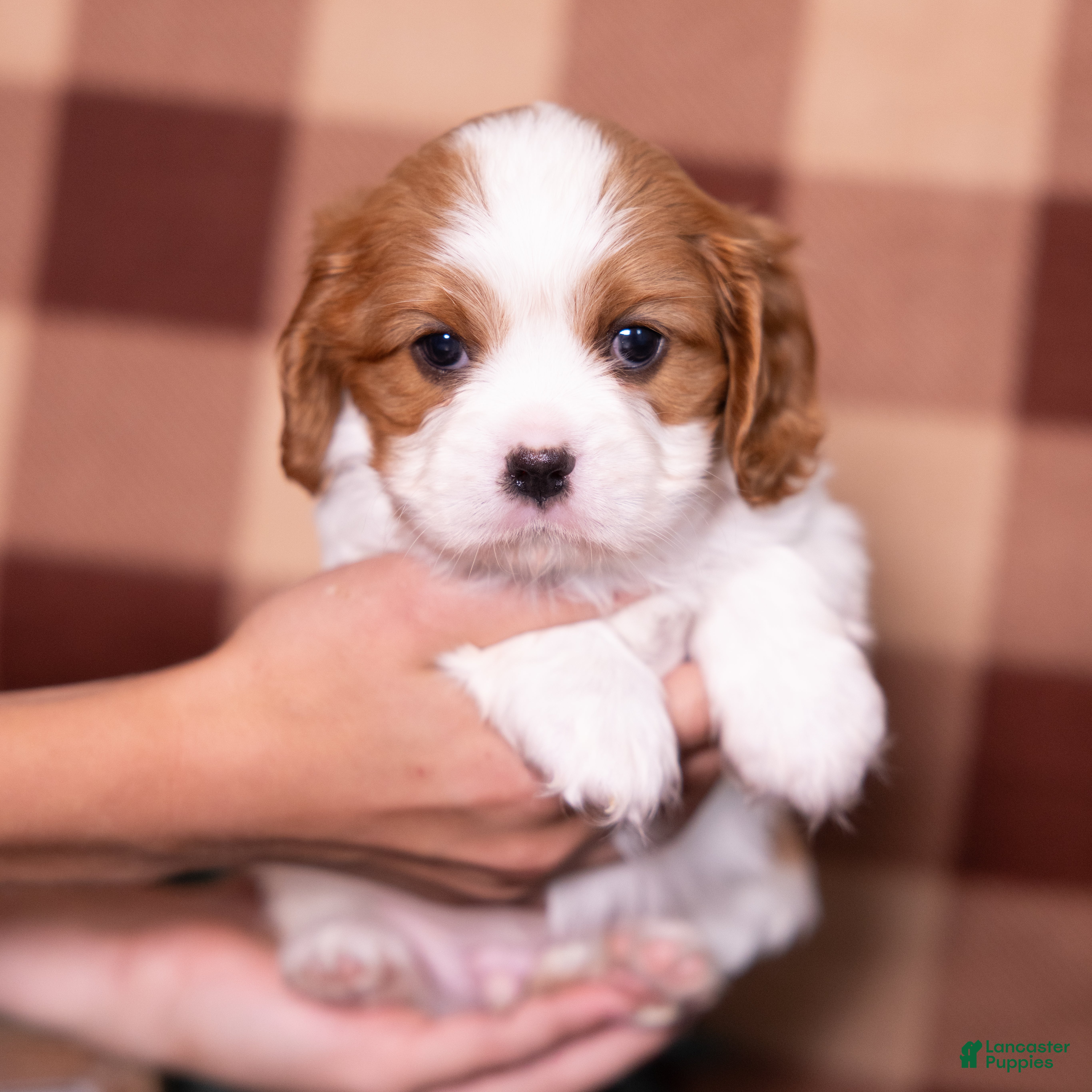 Cavalier King Charles Spaniel dogs Ralph - Ad 1