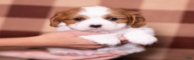 Ralph