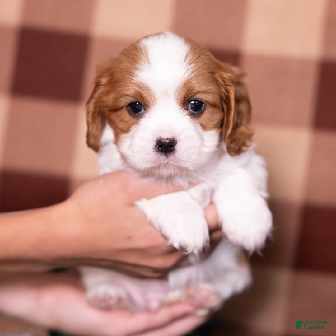 Cavalier King Charles Spaniel dogs for sale: Ralph - Ad 1