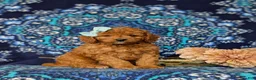 Mini Goldendoodle dogs for sale: Taylor 9 lbs Full Grown - Ad 1