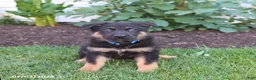 German Shepherd dogs for sale: Spike - Ad 4