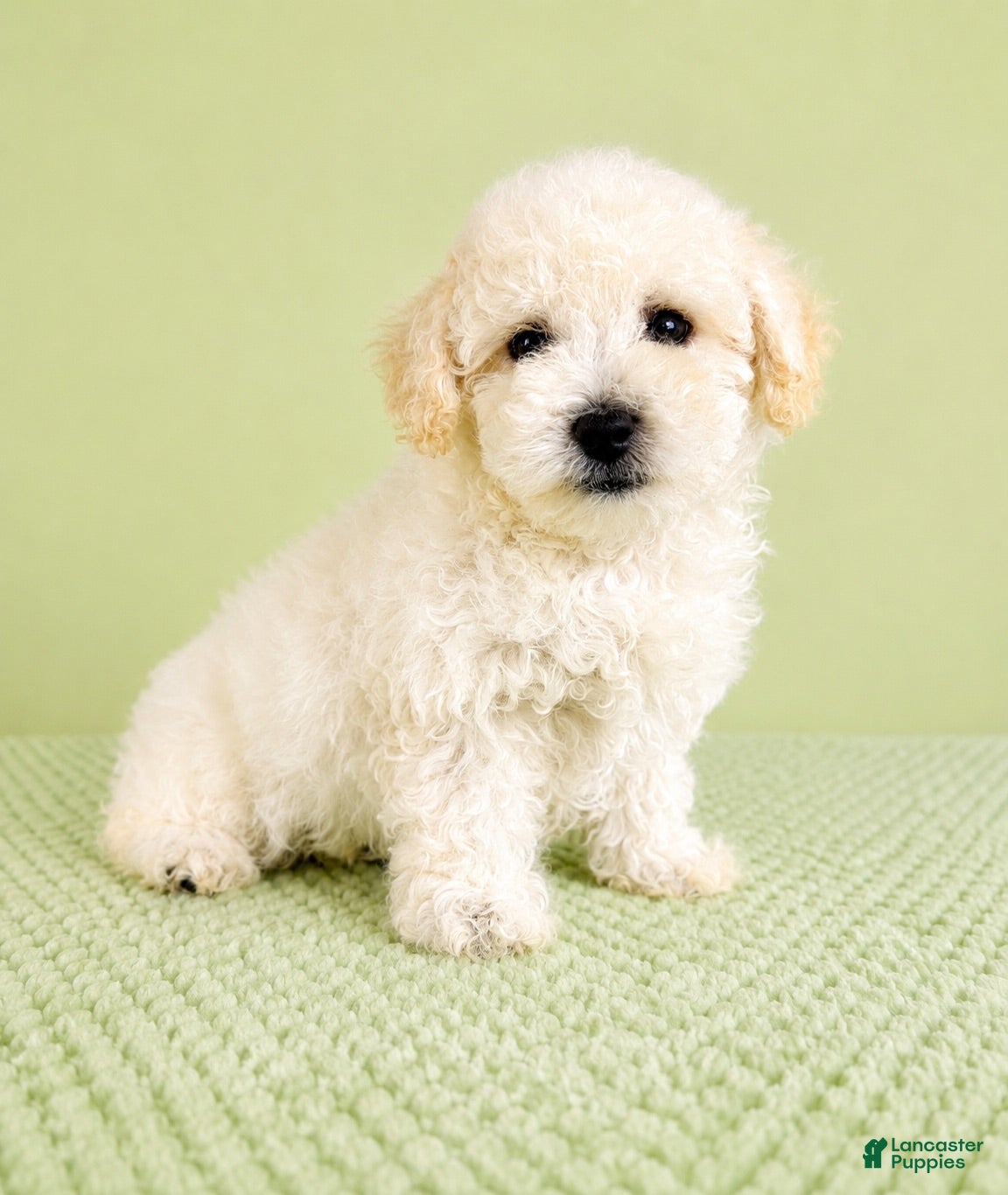 Bichon Frise dogs Bo - Ad 7