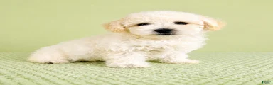 Bo