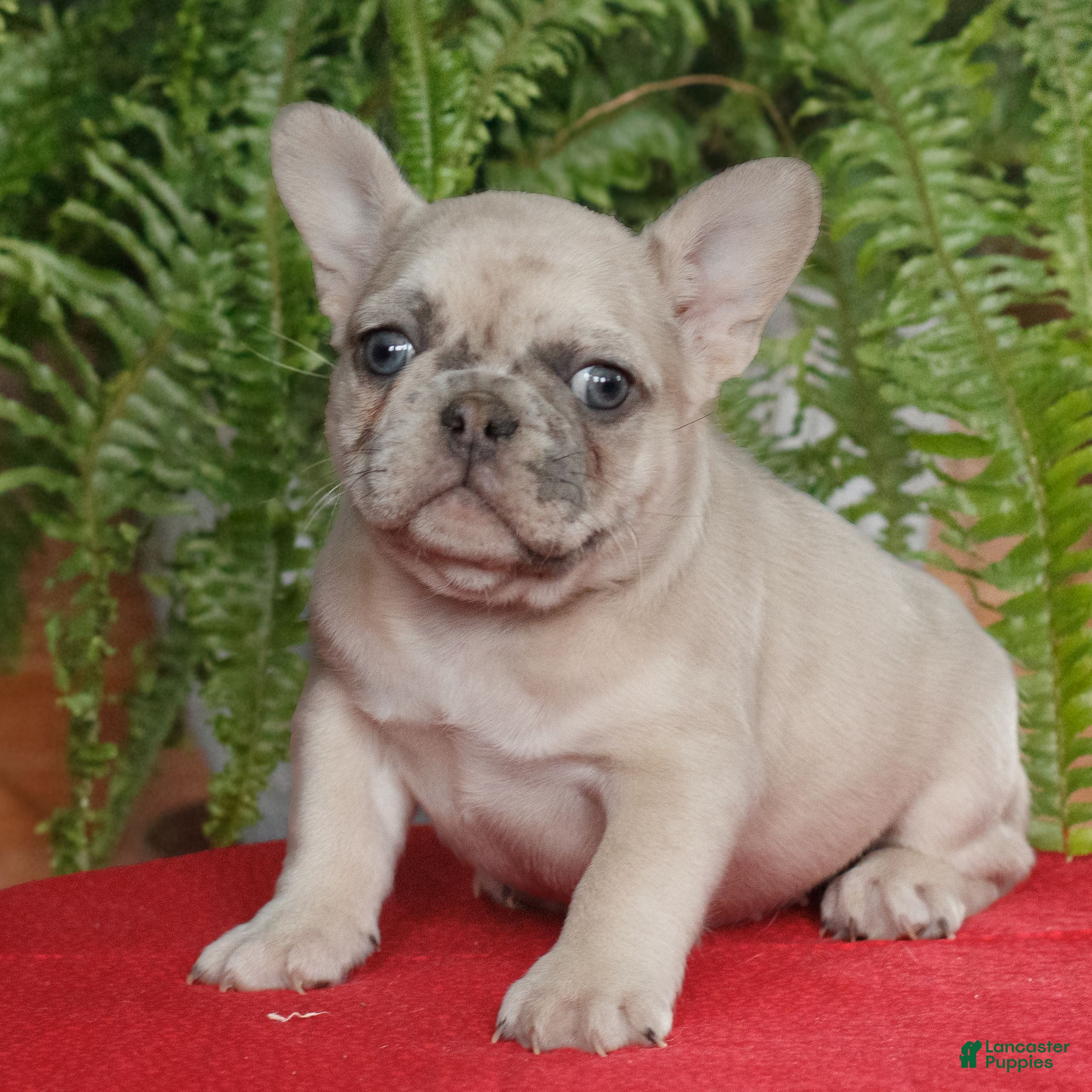 French Bulldog dogs for sale: Maya  - Ad 2