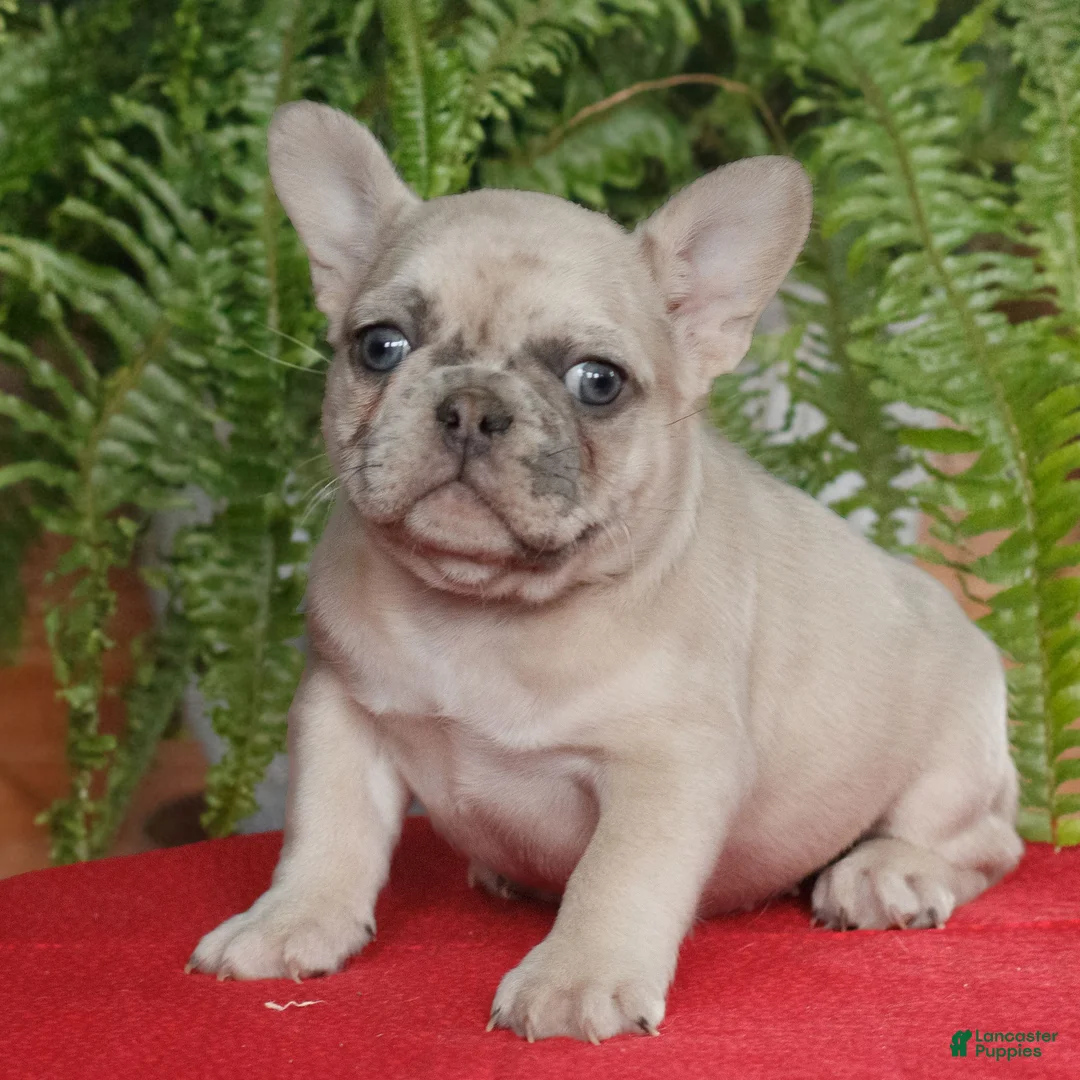 French Bulldog dogs for sale: Maya  - Ad 1
