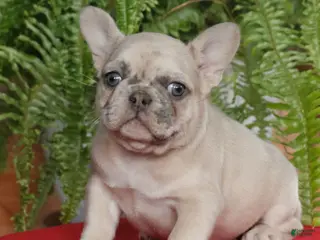 French Bulldog dogs for sale: Maya - Ad 2