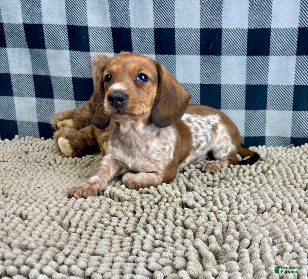 Miniature Dachshund dogs for sale: Kevin - Ad 1