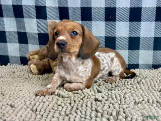 Miniature Dachshund dogs Kevin - Ad 18