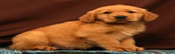 Golden Retriever dogs for sale: Scott - Ad 3