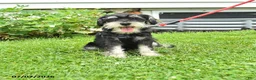 Miniature Schnauzer dogs for sale: Garrett - Ad 3
