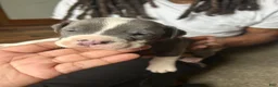 American Pit Bull Terrier dogs for sale: American Pit Bull Terrier 2 - Ad 1