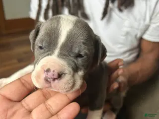 American Pit Bull Terrier dogs American Pit Bull Terrier 2 - Ad 23