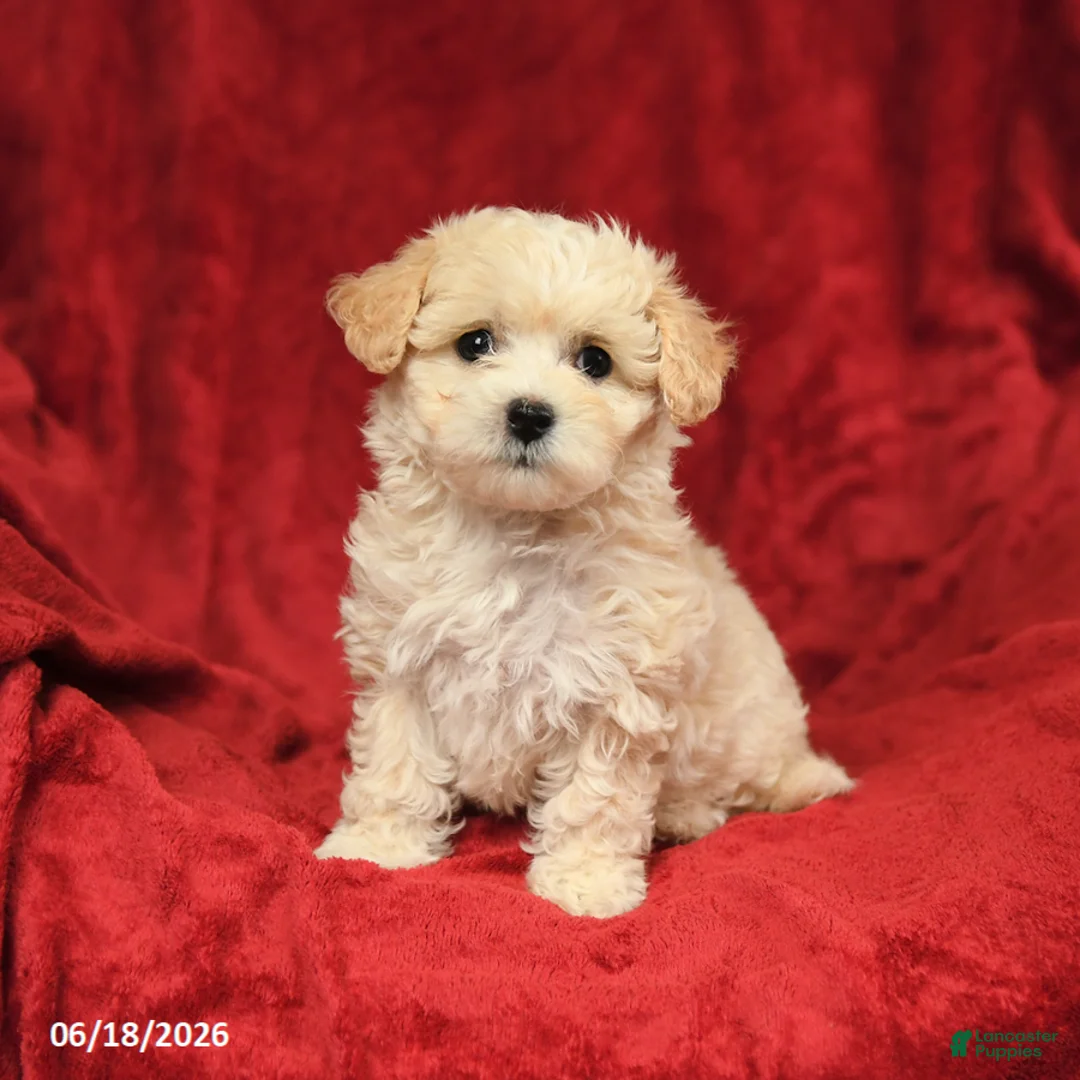 Maltipoo dogs for sale: Mariachi - Ad 1