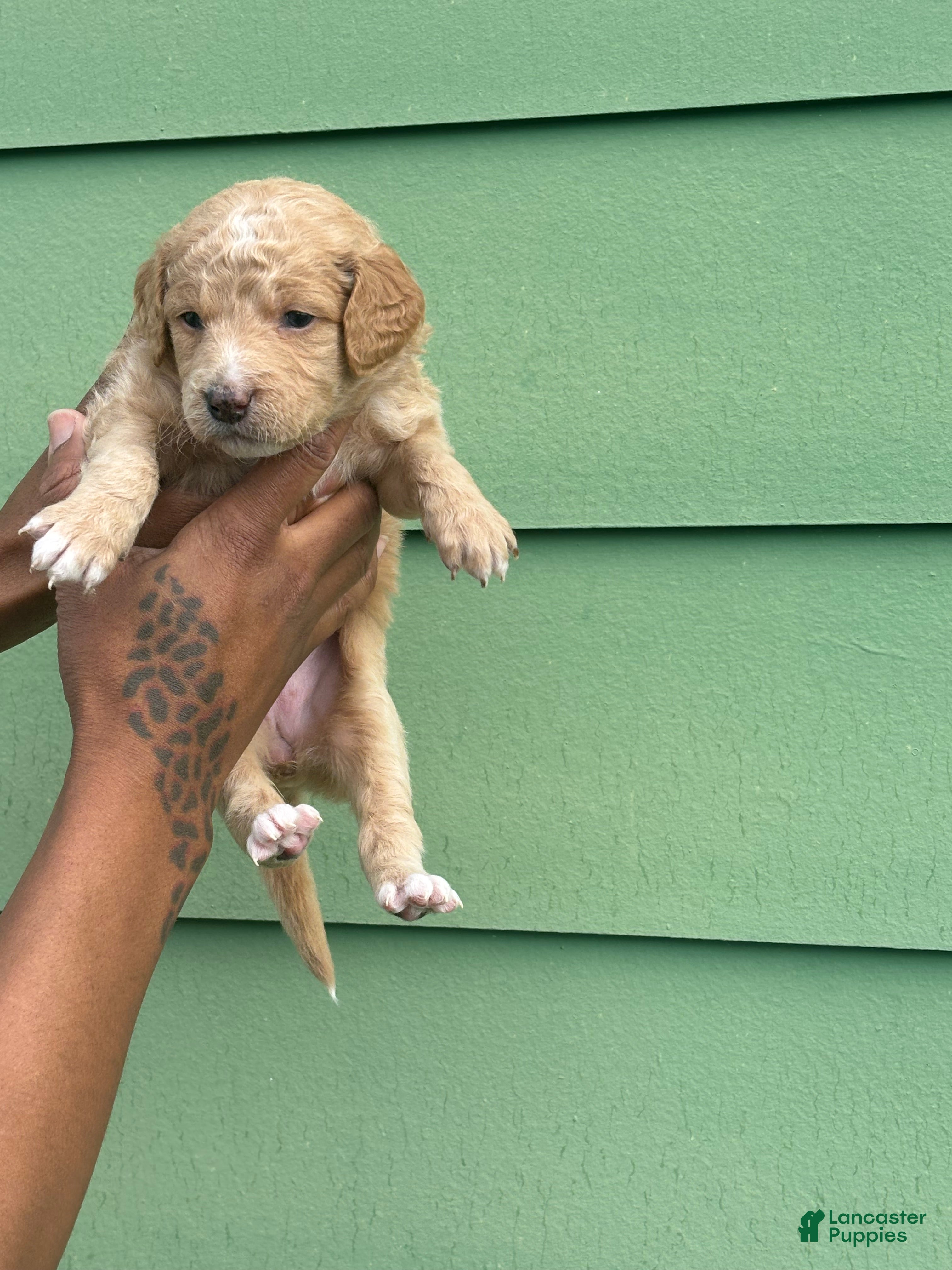 Mini Goldendoodle dogs for sale: Ruby  - Ad 12