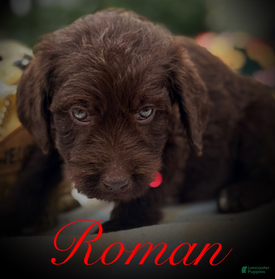 Labradoodle dogs Labradoodle Puppy 1 - Ad 26