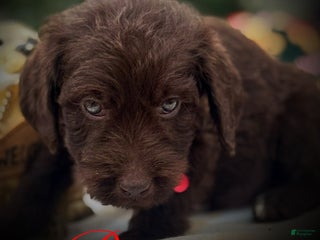 Labradoodle dogs Labradoodle Puppy 1 - Ad 26