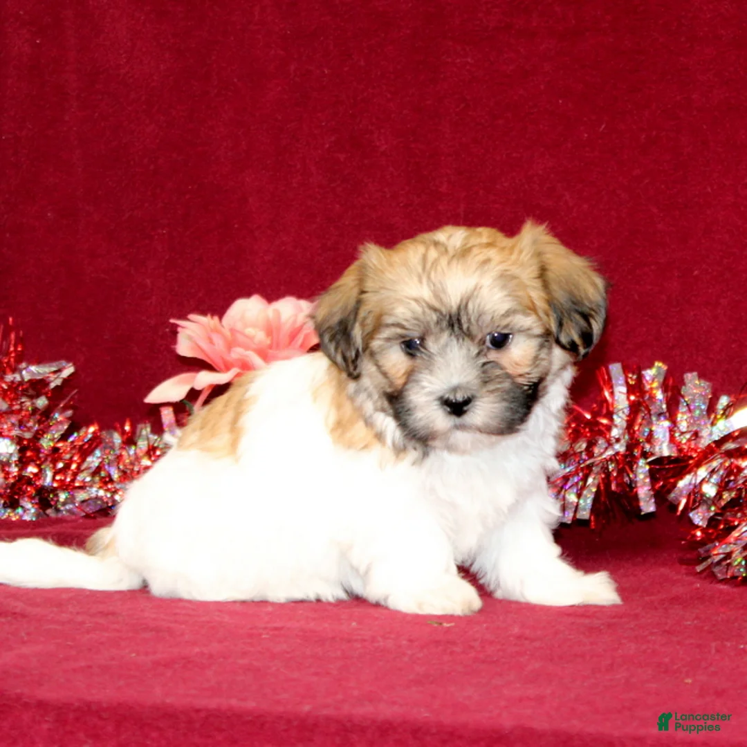 Teddy Bear dogs for sale: Zoey - Ad 3