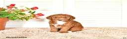 Mini Goldendoodle dogs for sale: Eva - Ad 3