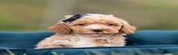 Maltipoo dogs for sale: Pimpie - Ad 3