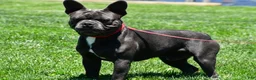 Frenchton dogs for sale: Nicky - Ad 1