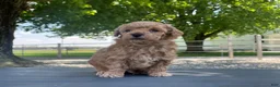 Miniature Poodle dogs for sale: Aaron Miniature Poodle Puppy  - Ad 8