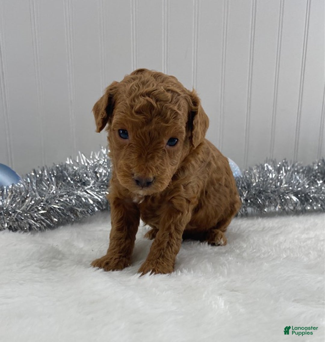 Toy Poodle dogs for sale: Reggie - Ad 3