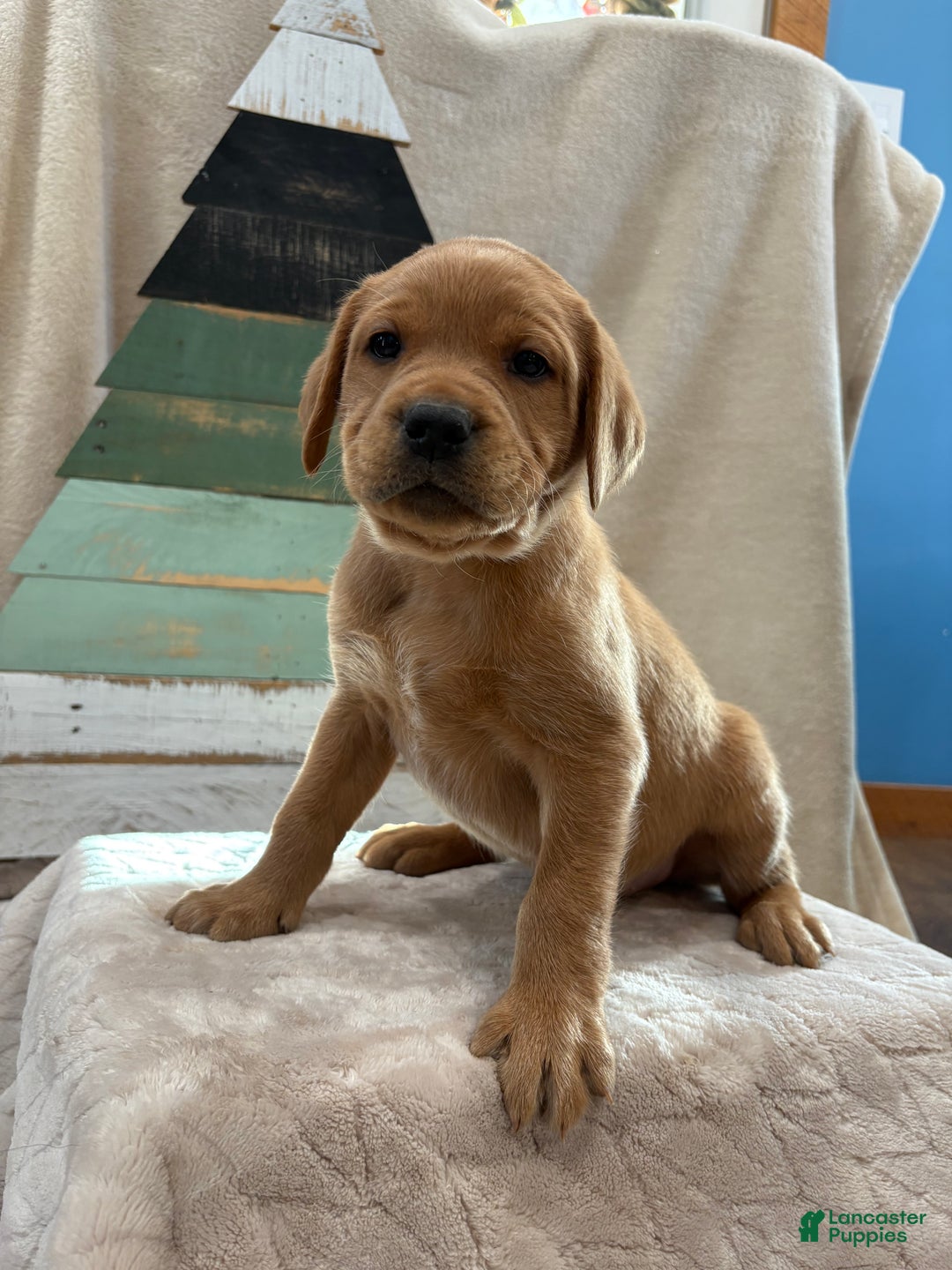 Labrador Retriever dogs for sale: Rocky - Ad 3