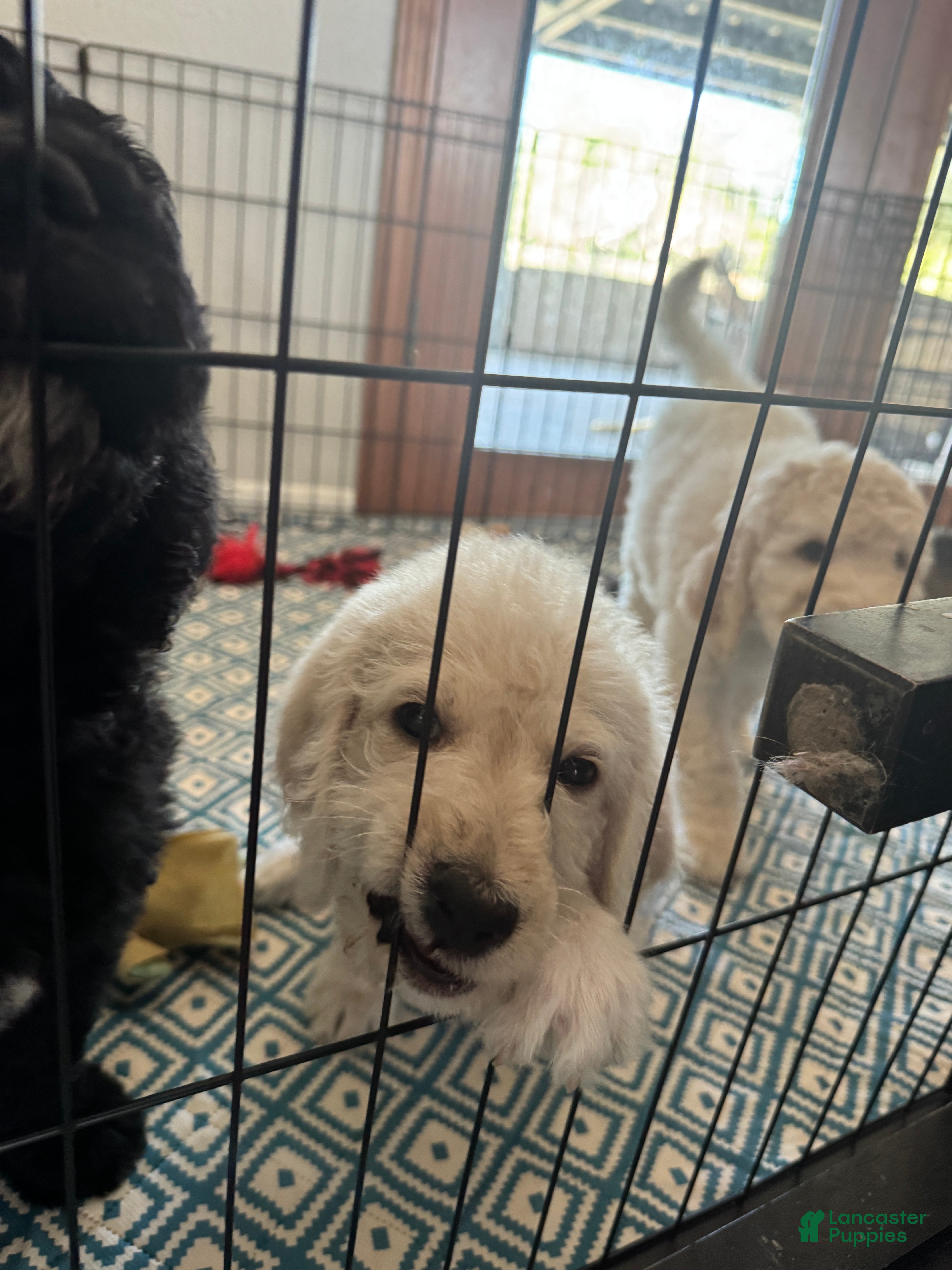 Labradoodle dogs Labradoodle Puppy 5 - Ad 15