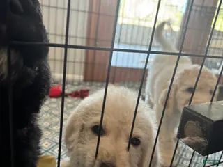 Labradoodle dogs Labradoodle Puppy 5 - Ad 15