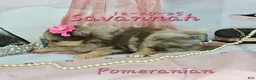 Pomeranian dogs for sale: Savannah Pomeranian Puppy 2 - Ad 6