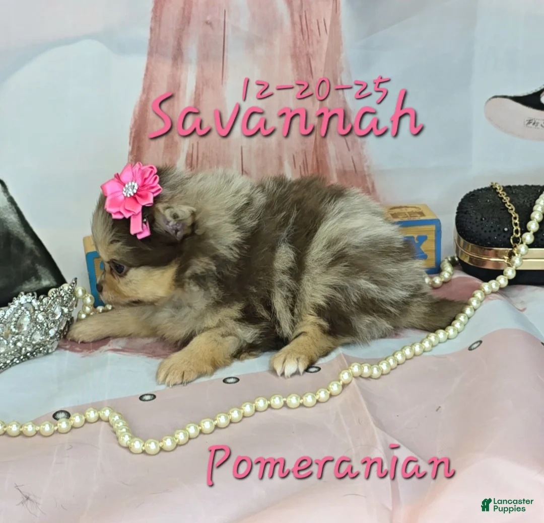 Pomeranian dogs for sale: Savannah Pomeranian Puppy 2 - Ad 6