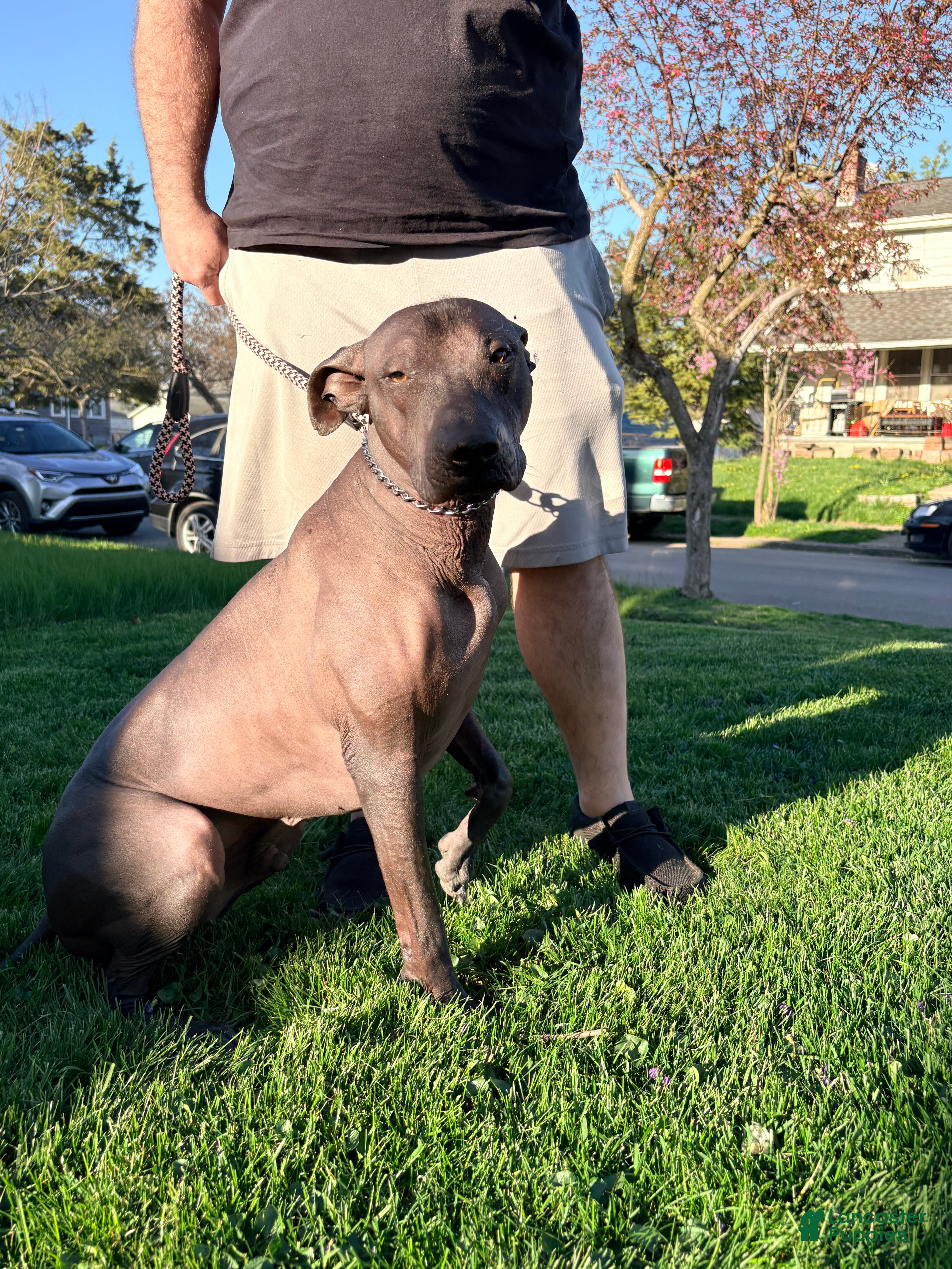 Xoloitzcuintle dogs Xoloitzcuintle/ Mexican hairless  - Ad 1