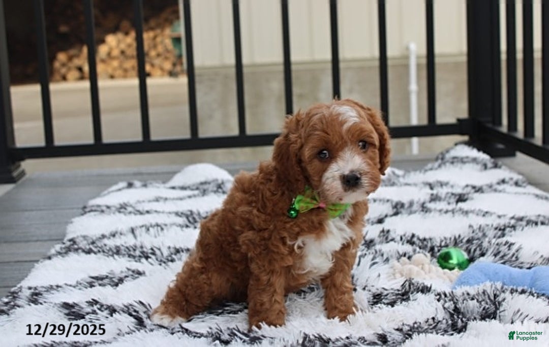 Cavapoo dogs for sale: Everett - Ad 7
