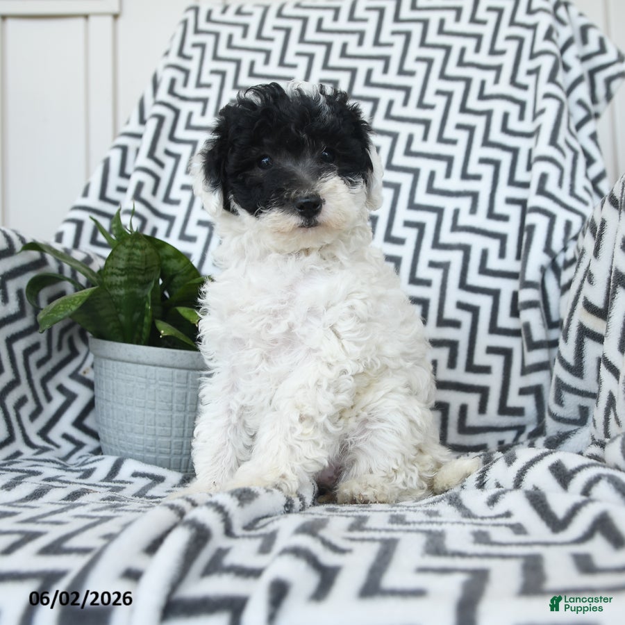Bichpoo dogs Oreo - Ad 1