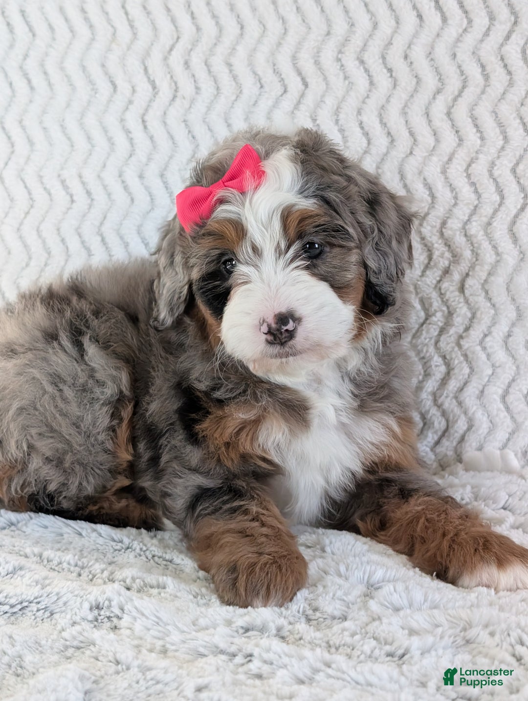 Mini Bernedoodle dogs for sale: Mini Sadie  - Ad 18