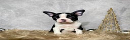 Boston Terrier dogs for sale: Jasper - Ad 5