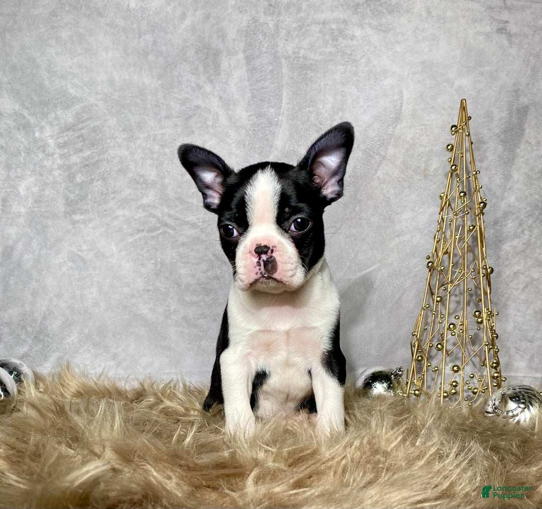 Boston Terrier dogs for sale: Jasper - Ad 5